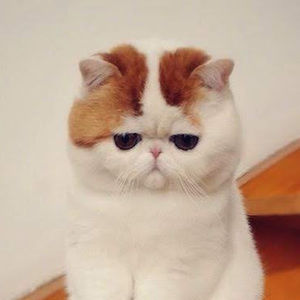 Meet your Posher, Marian